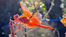 一只红色蜻蜓高清图片