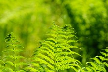 绿色蕨类植物素材高清图片