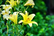 黄色百合花朵摄影精美图片