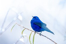 漂亮蓝色小鸟图片素材