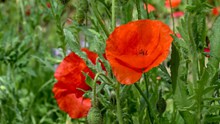 红罂粟鲜花摄影图片素材
