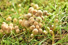 地面伞状小蘑菇图片素材