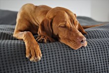 宠物猎犬睡觉图片下载