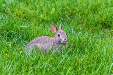 草丛一只灰兔子图片下载