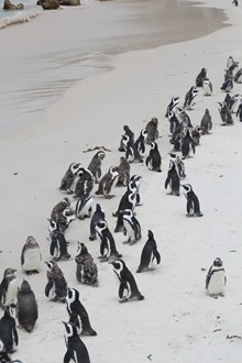 沙滩企鹅群高清图