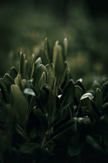 深绿色植物摄影高清图片