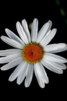 盛开的白色雏菊图片下载