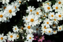 白色的雏菊花图片素材