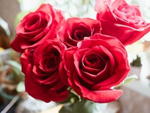盛开的红色玫瑰花高清图片