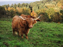 高原牦牛精美图片