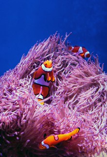 小丑鱼和海葵图片素材