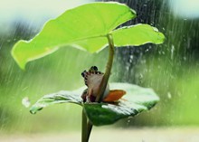 雨中躲雨的青蛙图片下载