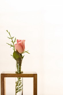 粉色静物玫瑰花精美图片