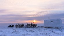 冬季草原驯鹿拉雪橇图片素材