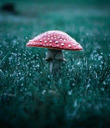 雨后草地蘑菇精美图片