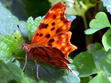 漂亮橙色蝴蝶图片素材