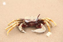 沙地螃蟹图片素材