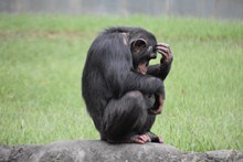 一只黑猩猩高清图