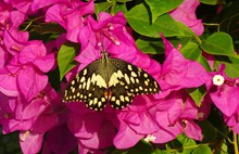 三角梅上与蝴蝶精美图片