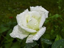 雨后白色玫瑰花朵图片素材