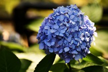 蓝色绣球花团高清图