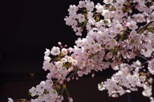 粉色樱桃花开花图片素材