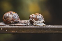 两只小蜗牛摄影图片下载