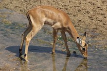 黑斑羚羊喝水高清图