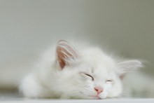 纯白色猫咪睡觉高清图片