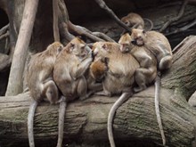 一群猴子睡觉图片下载