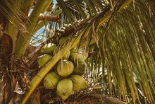 椰树上的椰子高清图