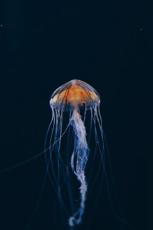 海洋水母摄影精美图片
