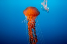 水母海底摄影图片下载