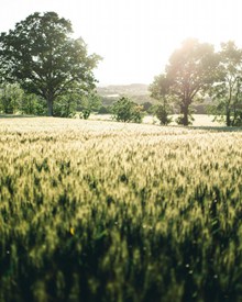 绿色麦田风景精美图片
