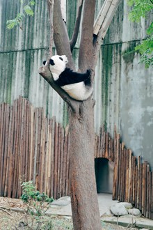 熊猫爬树图片素材