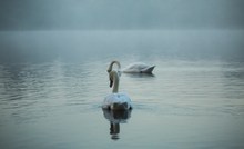 水上嬉戏的白天鹅高清图片