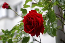 大红玫瑰花朵开花图片大全