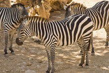 黑白条纹斑马动物高清图片
