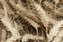 小麦成熟麦穗特写精美图片