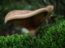 大朵野生菌菇图片素材