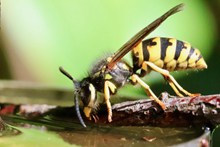 展翅蜜蜂摄影精美图片