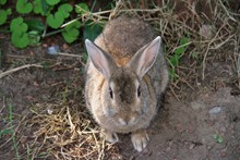 一只灰色野兔子精美图片