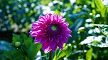 紫色大丽花花朵图片下载