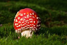 红色飞木耳蘑菇苞高清图