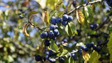 蓝莓果成熟高清图片