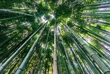 绿色竹子林景观高清图