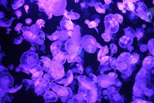 紫色海蜇群图片素材