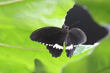 漂亮黑色蝴蝶图片大全