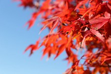 秋天红枫叶摄影图片下载