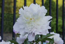 纯白色牡丹花朵图片素材